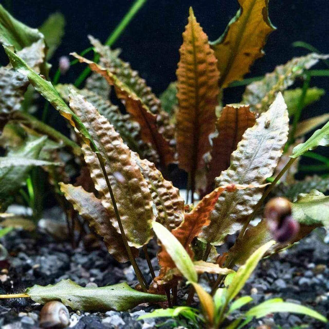 Cryptocoryne wendtii brown (potted)