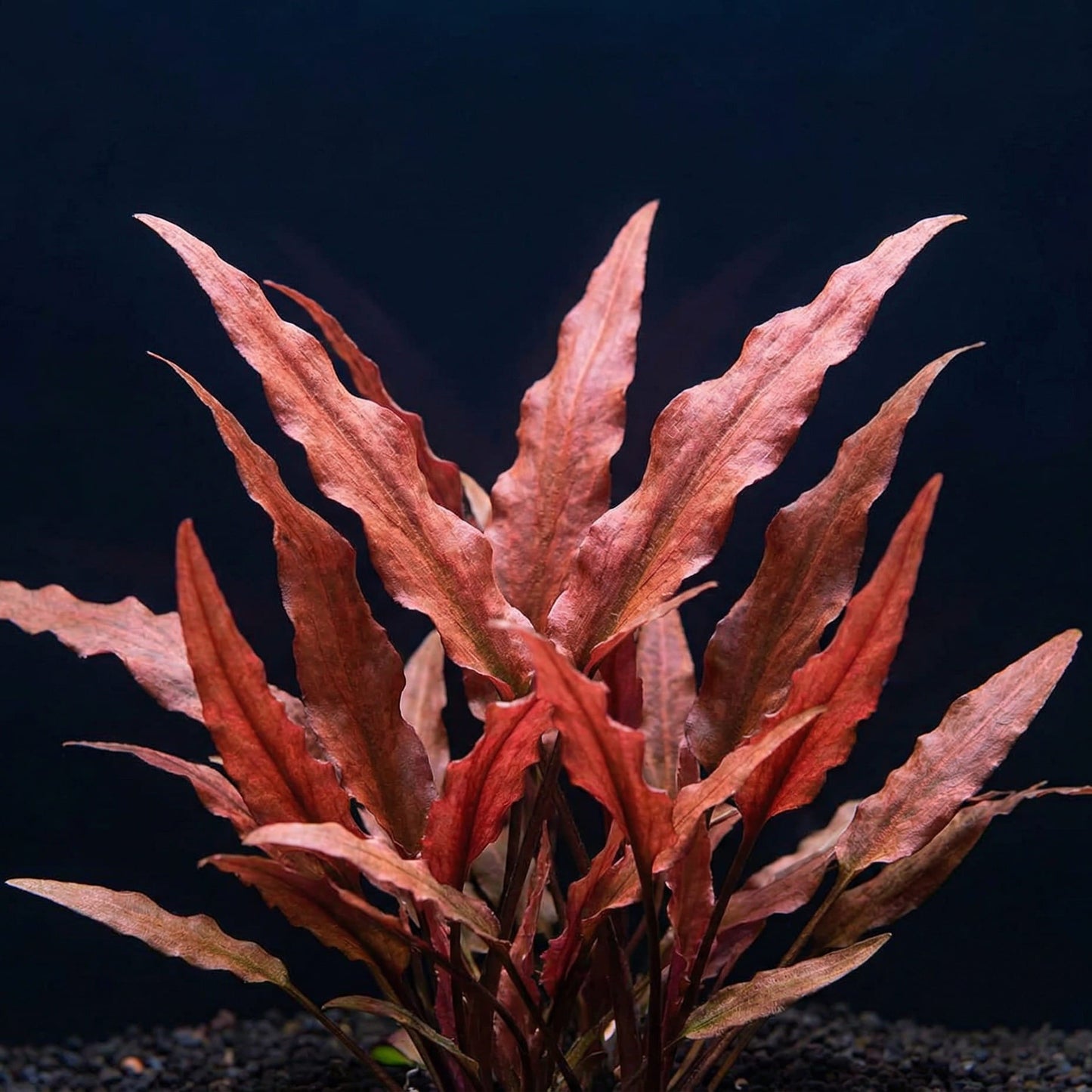 Cryptocoryne undulatus Rouge