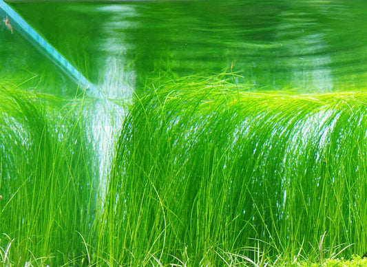 Eleocharis vivipara