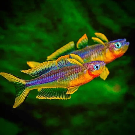 Forktail Rainbow Yellow