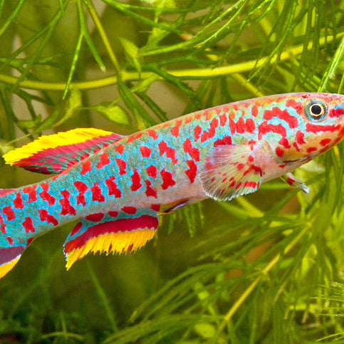Aphyosemion Gardneri Killifish - Male