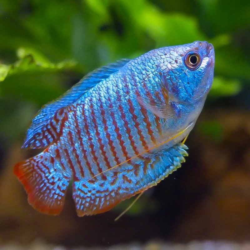 Gourami nain - Trichogaster lalius