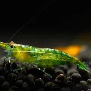 Green Jelly Shrimp (Neocaridina)