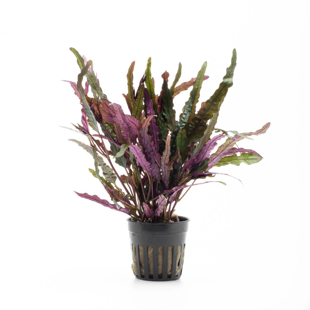 Hemigraphis Repanda