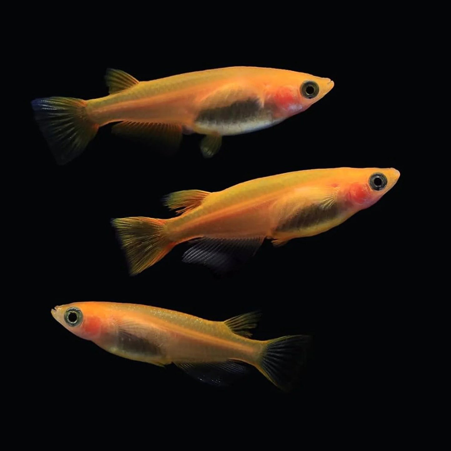 Youkihi Medaka Orange Ricefish