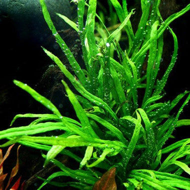 microsorum pteropus Trident -potted