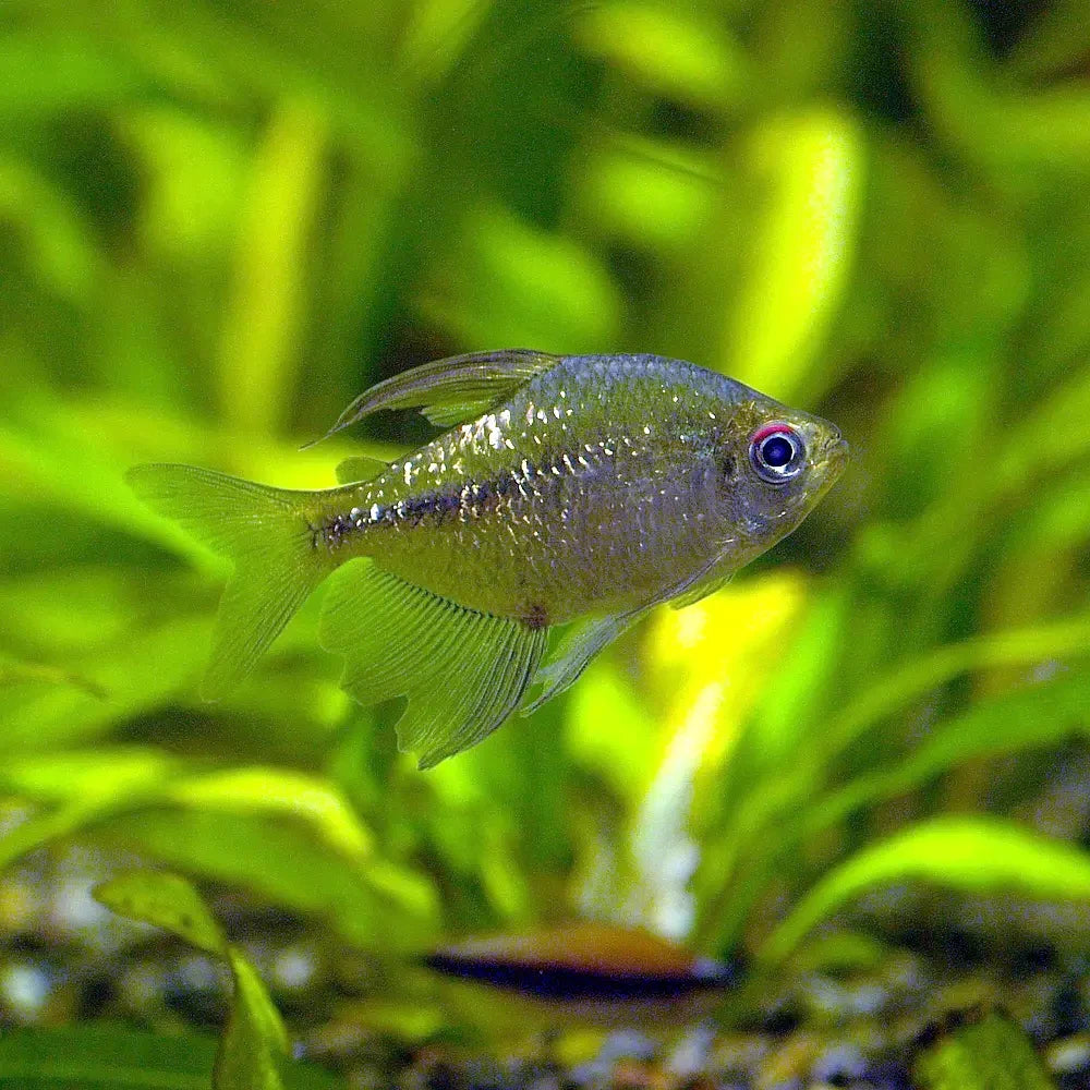 Diamond Tetra (Makunaima pittieri)
