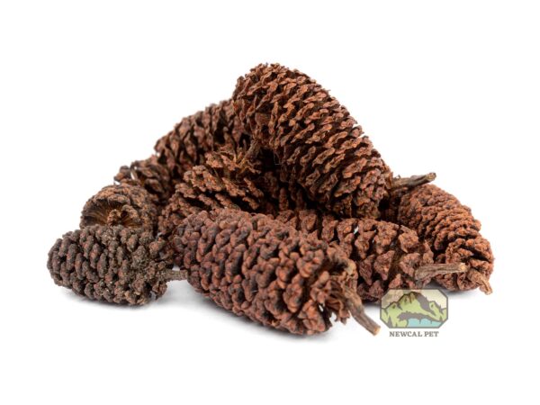 Alder Cones 50 pack