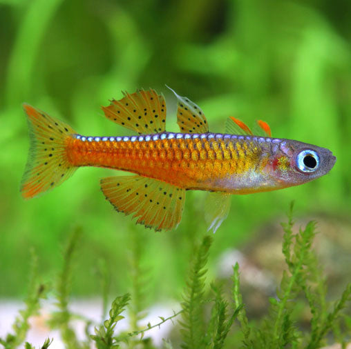 Red Neon Blue-Eye Rainbowfish(Pseudomugil paskai)