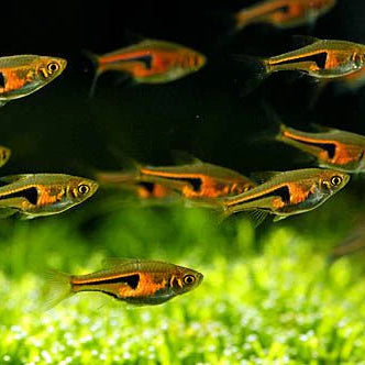 Rasbora Espe's (Trigonostigma espei)