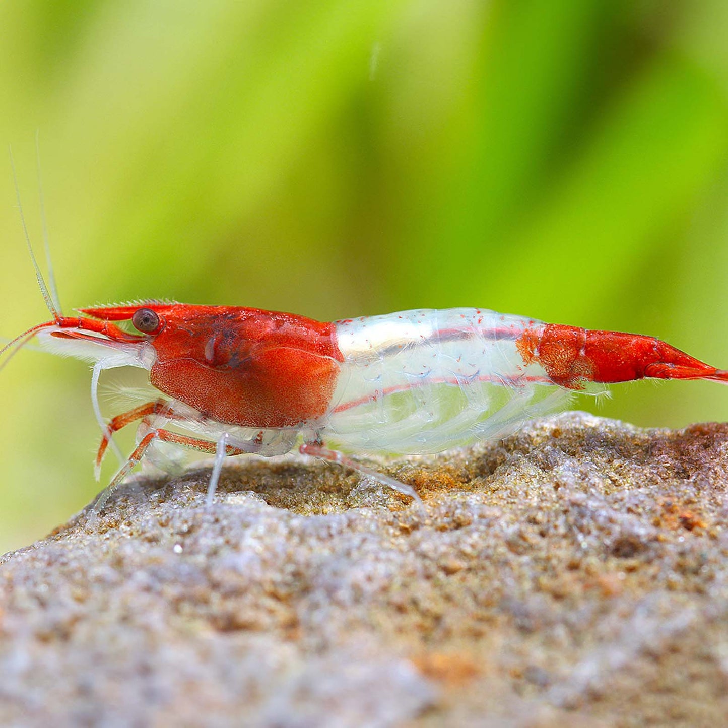 Red Rili (Neocardina .sp)
