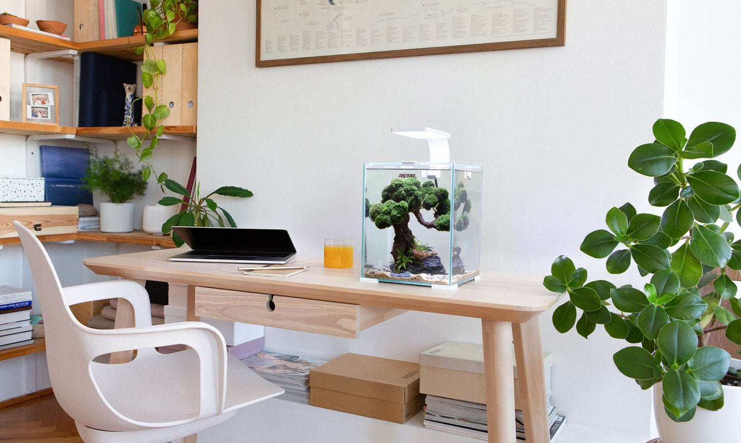 Shrimp Set - Day & Night - 20L Black