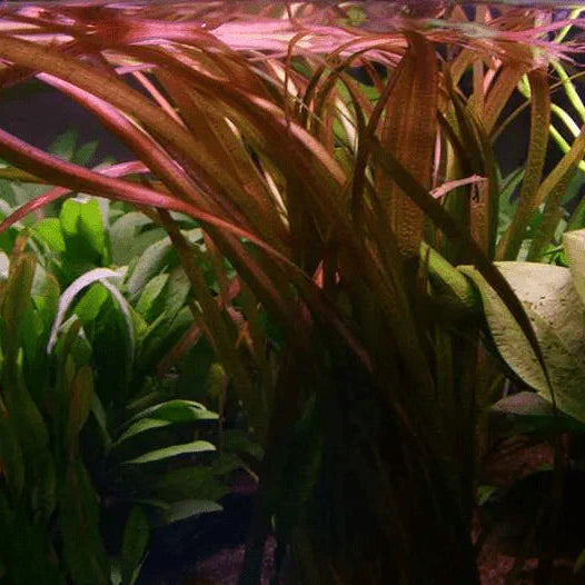 Vallisneria spiralis Red - Potted large