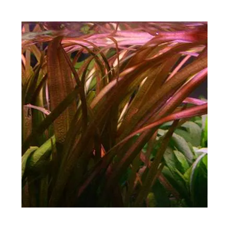 Vallisneria spiralis Red - Potted large