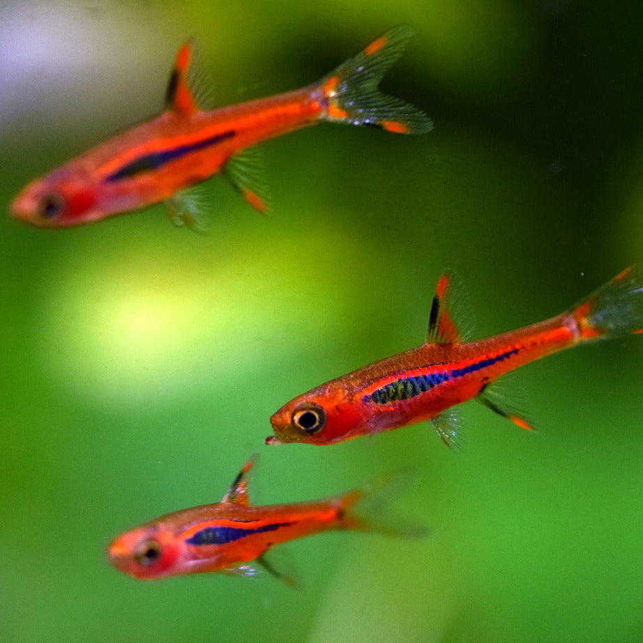 Discover the Beauty of Nano Fish at AquaNova