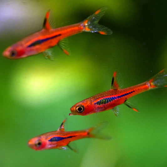 Discover the Beauty of Nano Fish at AquaNova