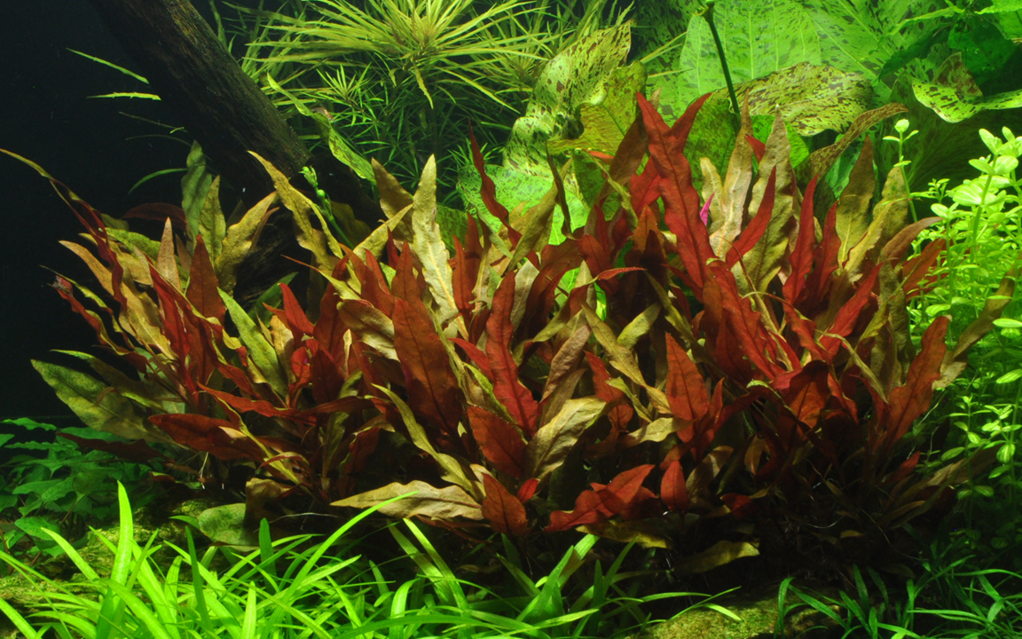Plants