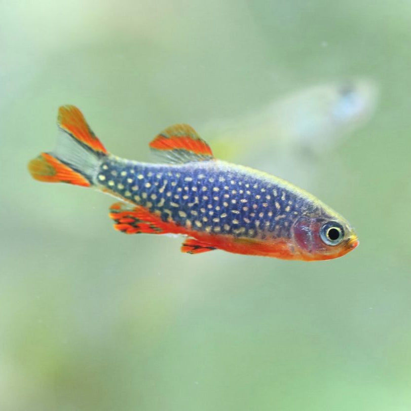 Live Aquarium Fish – Bettas, Nano Species & Other Tropical Fish