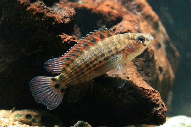 Badis