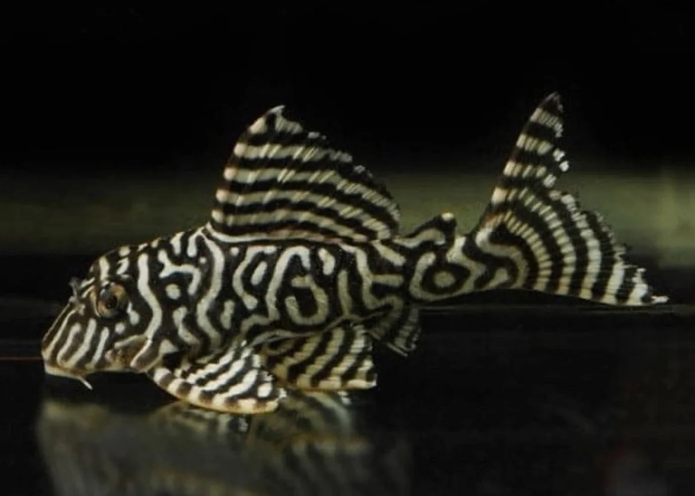 Pleco
