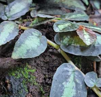 Terrarium & Vivarium Plants