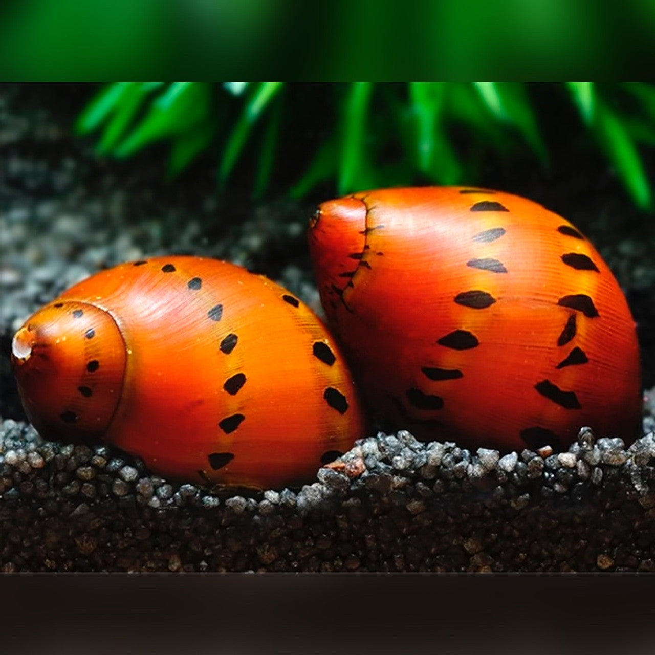 Snails