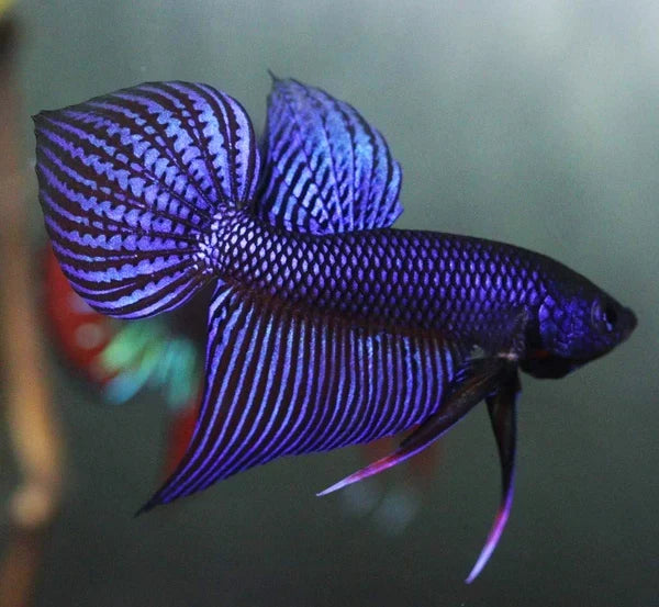 Betta