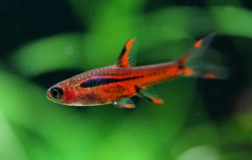 Rasboras