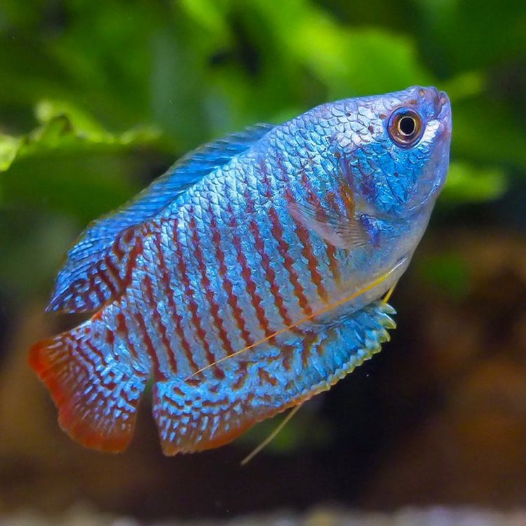 Gourami
