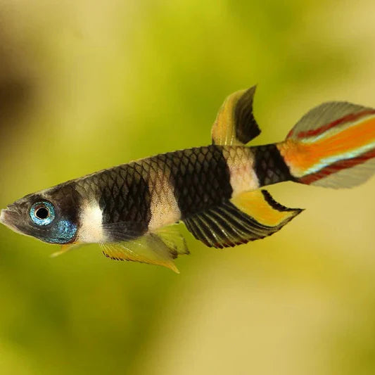 Killifish