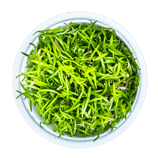 Tropica 1-2-Grow Lilaeopsis brasiliensis