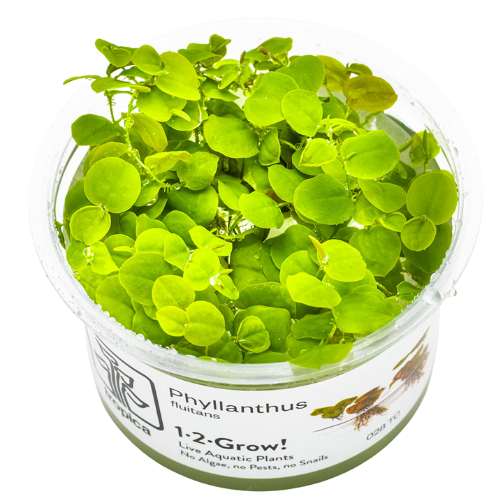 1-2-Grow Phyllanthus fluitans
