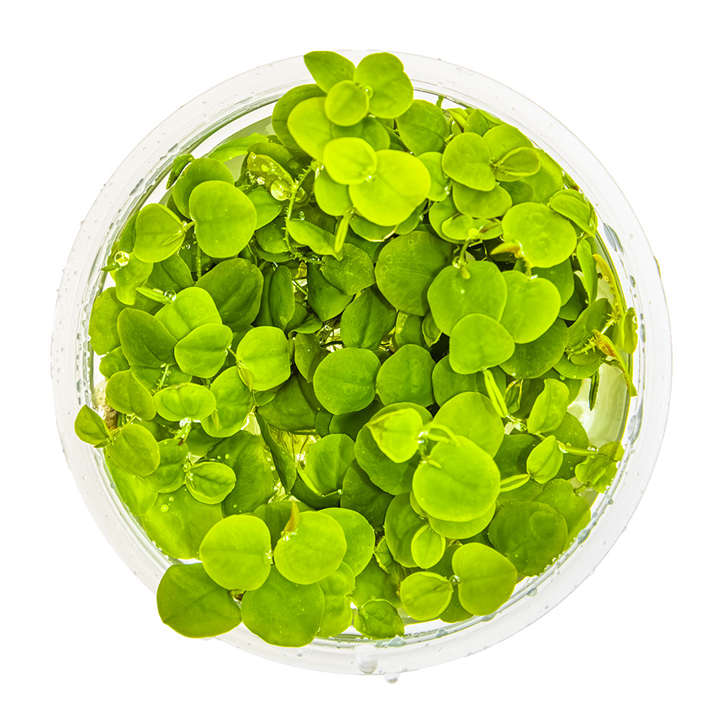 1-2-Grow Phyllanthus fluitans