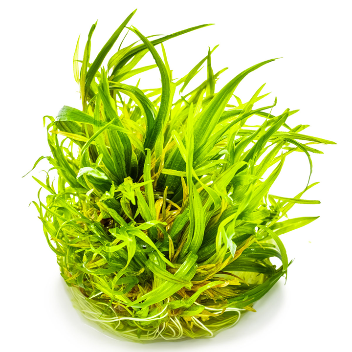 1-2-Grow Blyxa japonica