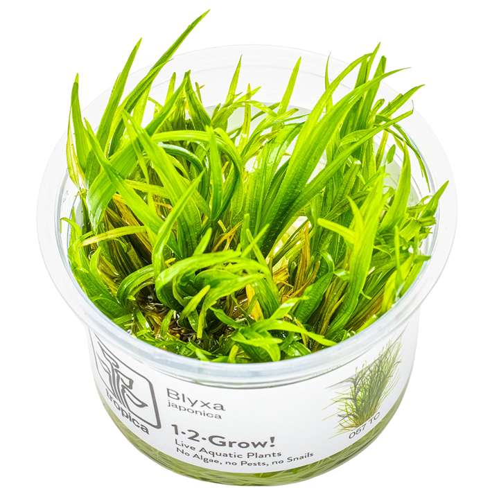 1-2-Grow Blyxa japonica