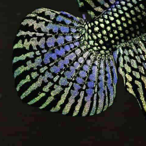 Alien Betta Green - pair
