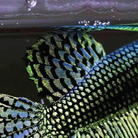 Alien Betta Green - pair