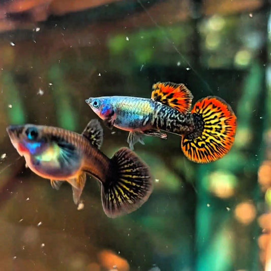 Red Dragon Round Tail