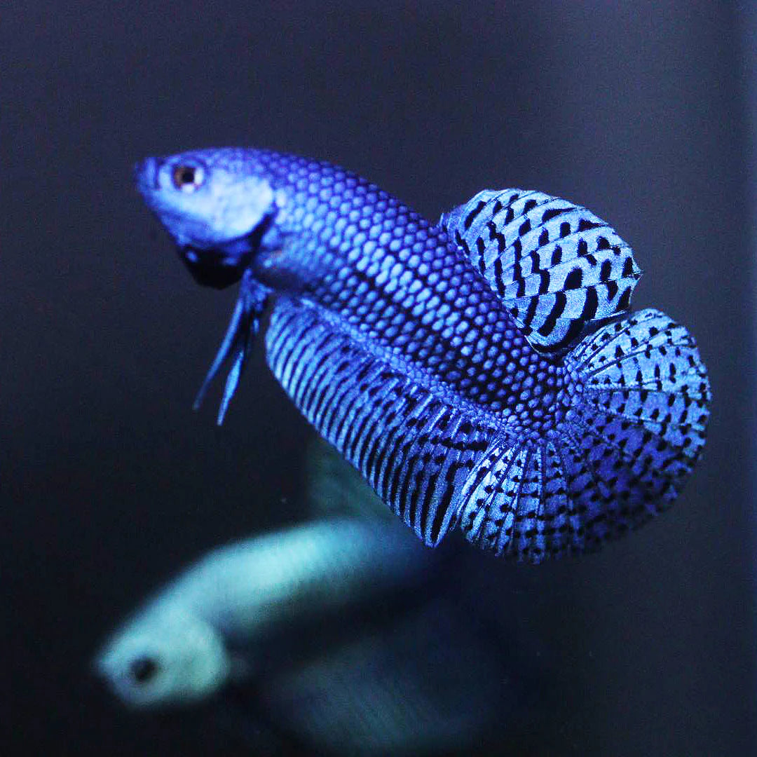 Alien Betta Blue - pair