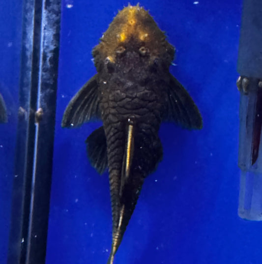 BRISTLENOSE (Ancistrus Triradiatus LDA72