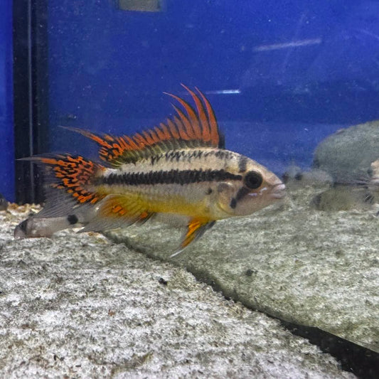 Apistogramma Cacatuoides- Male