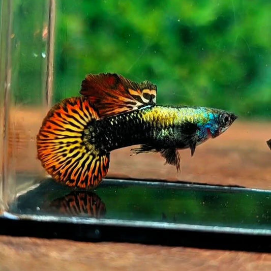 Red Dragon Round Tail
