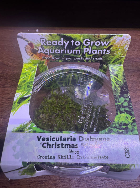 Ready to Grow Vesicularia dubyana Christmas TC