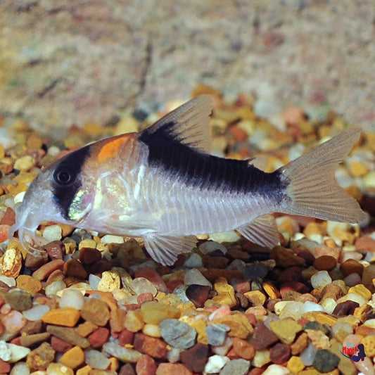 Corydoras Adolfoi