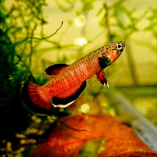 Betta Albimarginata - Couple