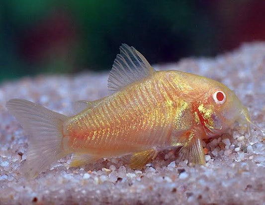 Albino Corydoras (Corydoras aeneus var. albino)