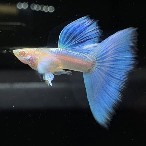 Albino Blue Sky Guppy