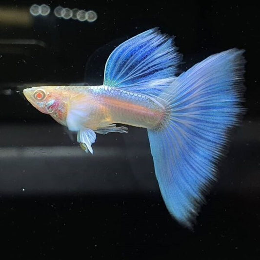 Albino Blue Sky Guppy