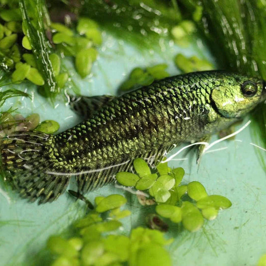 Alien Betta Green Female