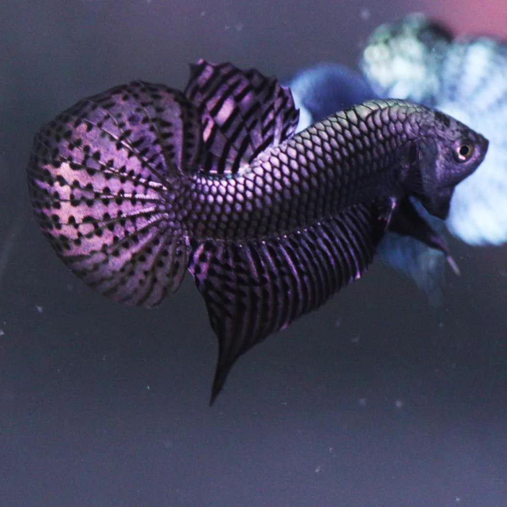 Betta Alien Cuivre - couple
